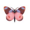 Bellissima - Butterfly