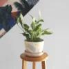Flowerpot Splash