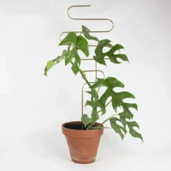 Golden Plant Stake Squiggle