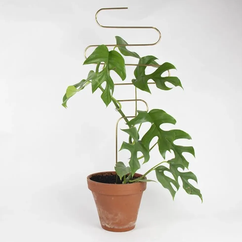 Golden Plant Stake Squiggle