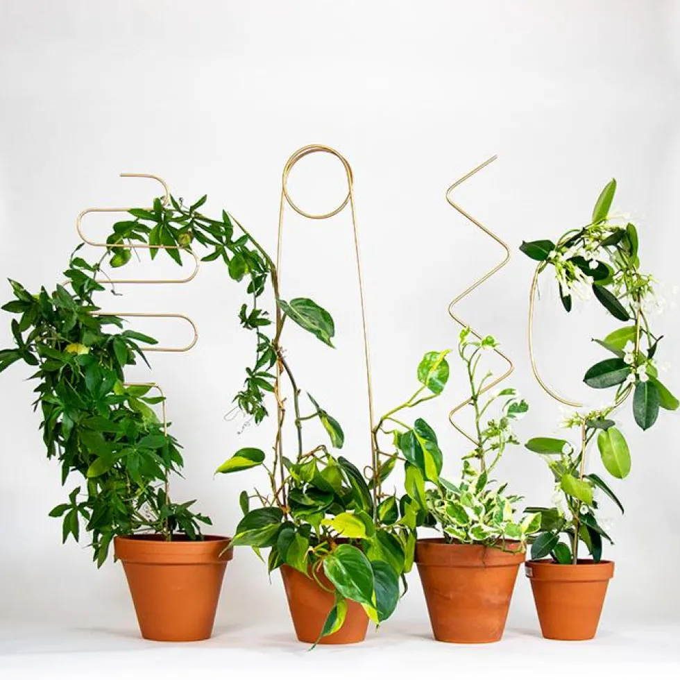 Golden Plant Stake ZigZag