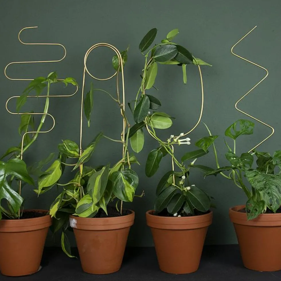 Golden Plant Stake ZigZag