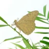 Plant Animal Butterfly
