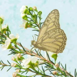 Plant Animal Butterfly