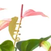 Plant Animal Chameleon
