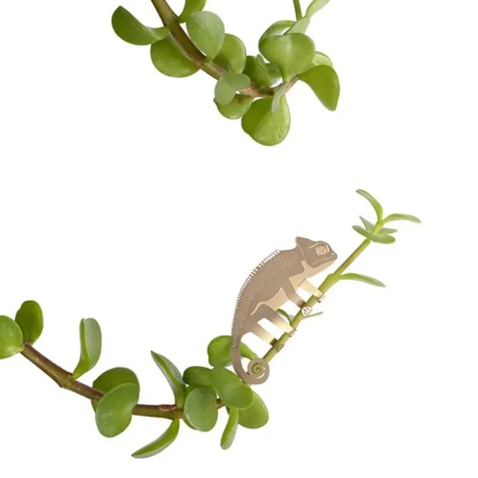 Plant Animal Chameleon