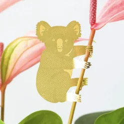 Plant Animal Koala