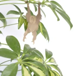 Plant Animal Orangutan