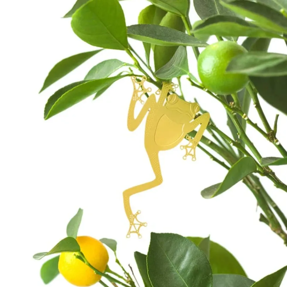 Plant Animal Tree Frog