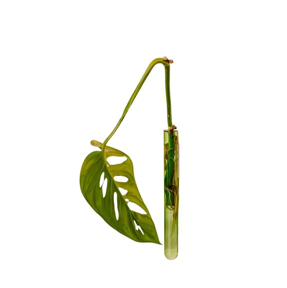 Walleaf Green (1 piece)