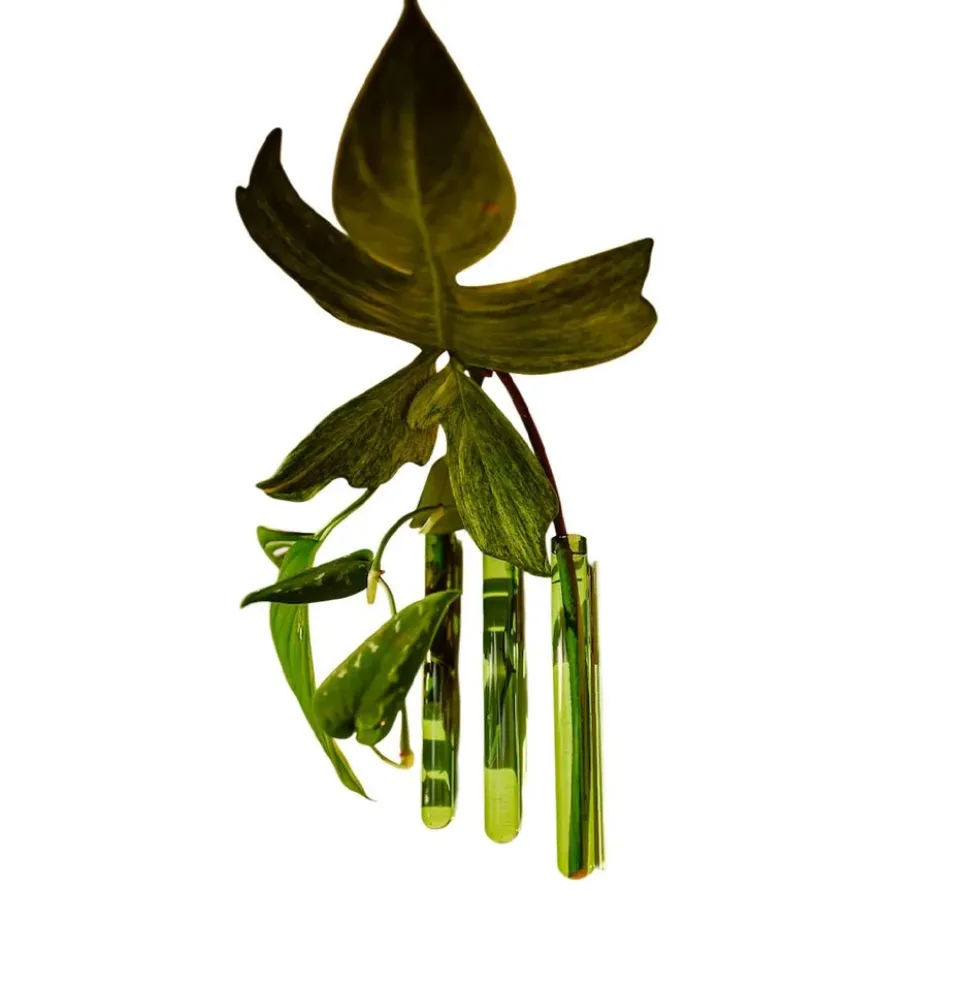 Walleaf Green (set of 3)