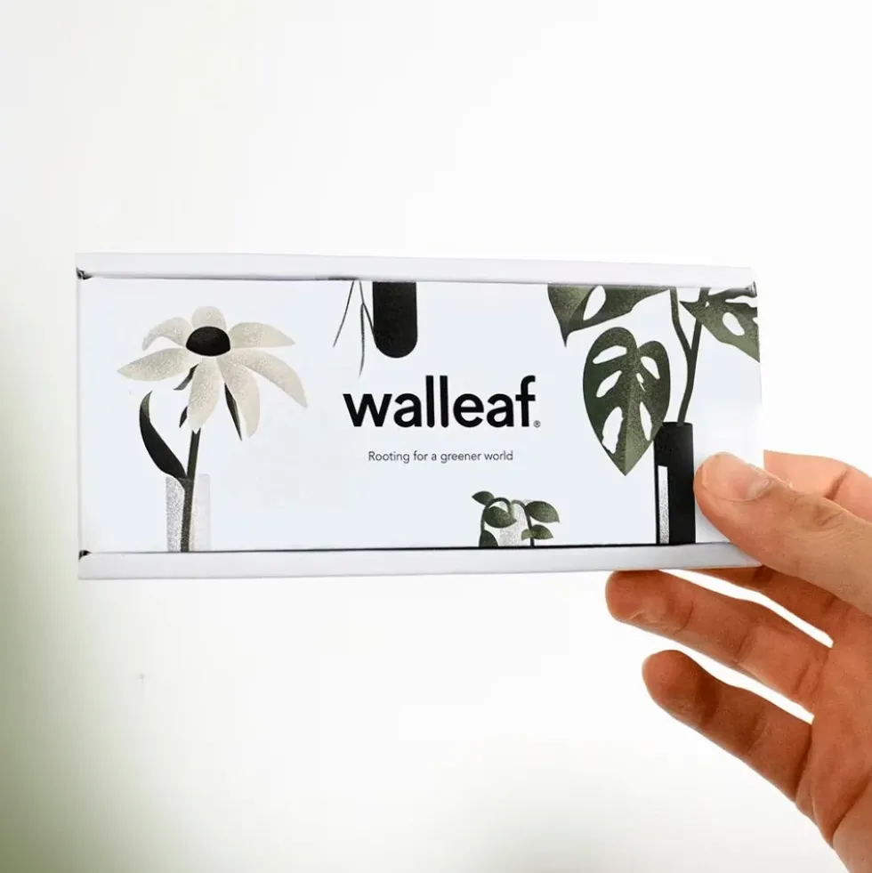 Walleaf Pink (1 piece)