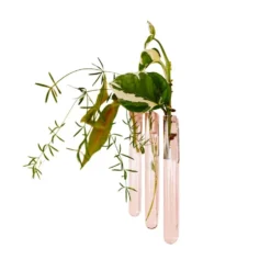 Walleaf Pink (set of 3)