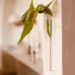 Walleaf Transparent (1 piece)