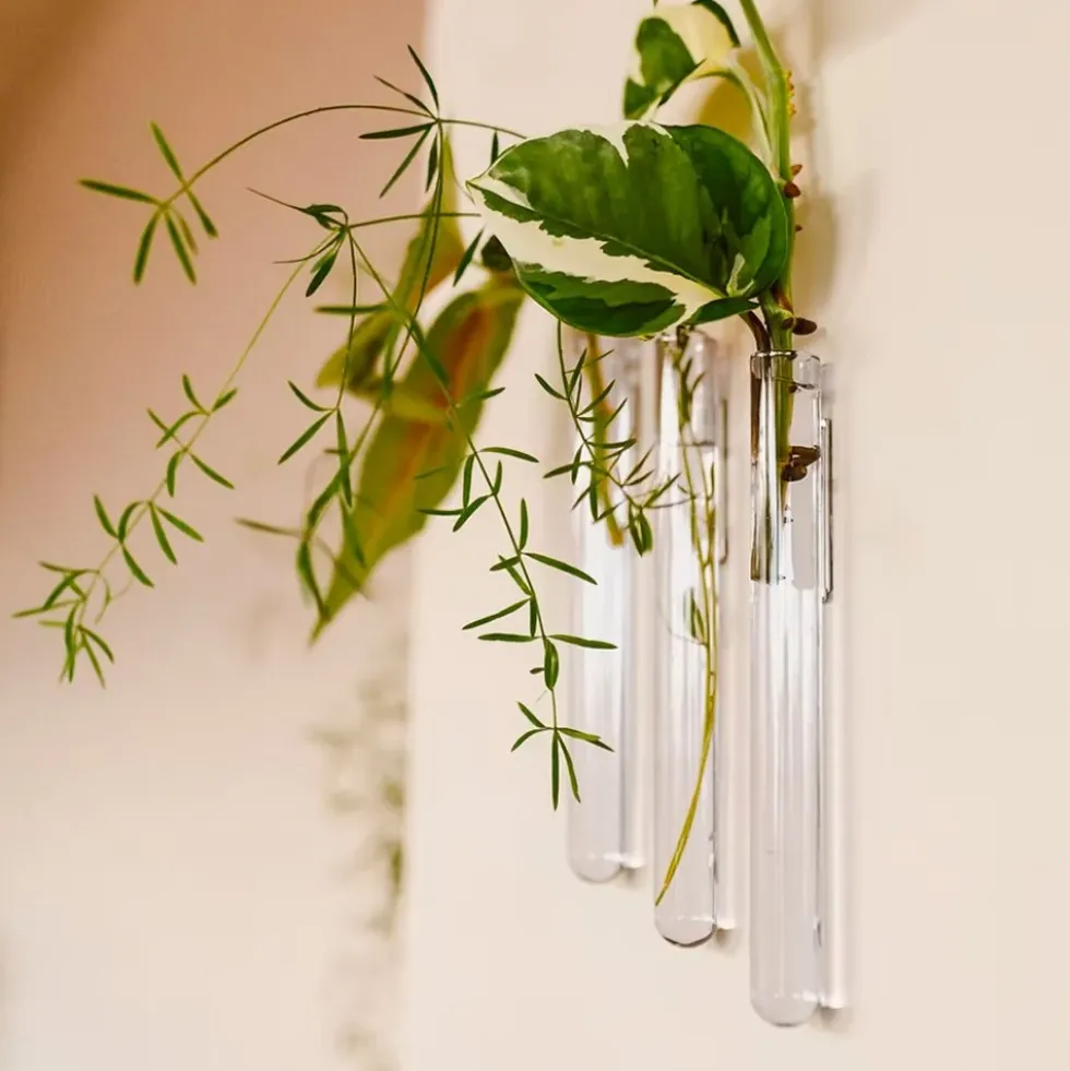 Walleaf Transparent (set of 3)