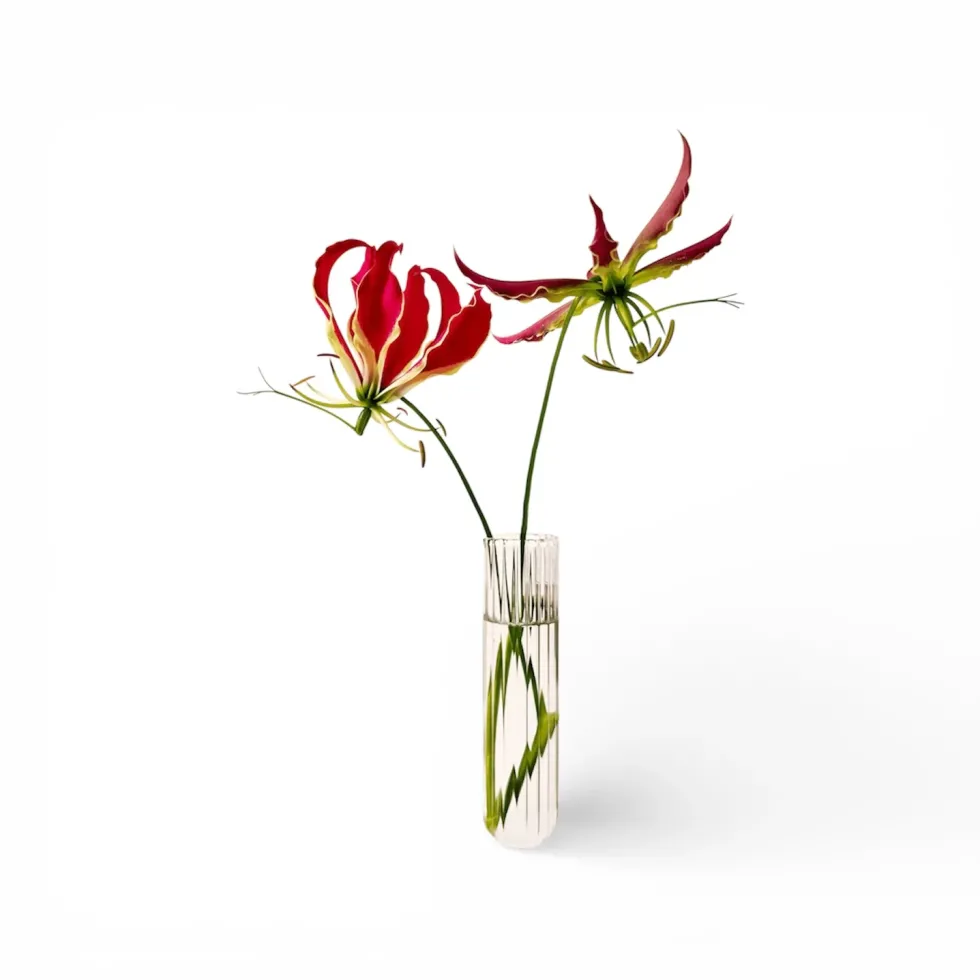Walleaf XL Clear
