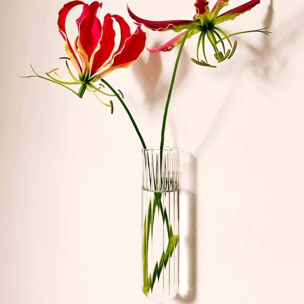 Walleaf XL Clear